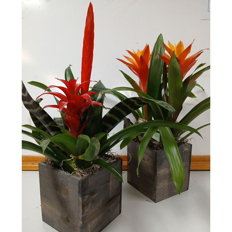 Bromeliad Beauty - Same Day Delivery