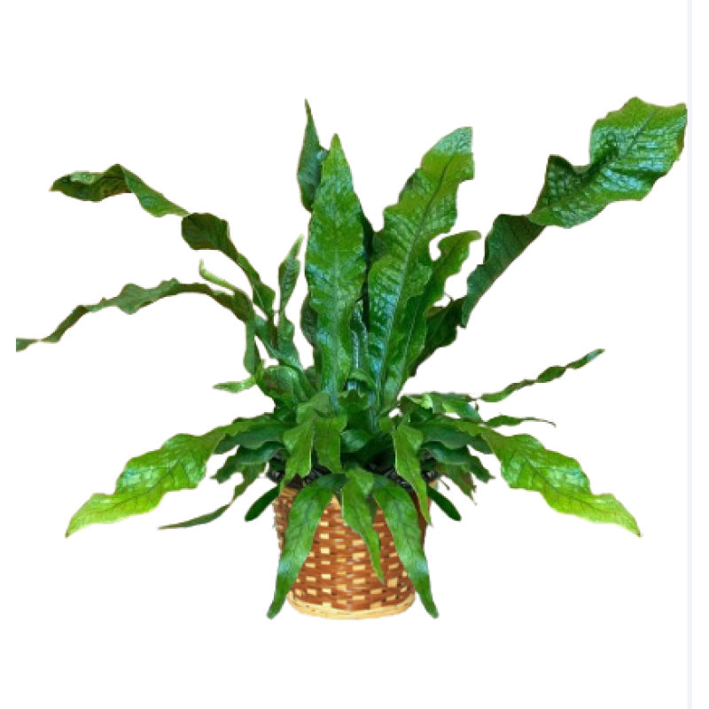 Mayfields Crocodile Fern  - Same Day Delivery