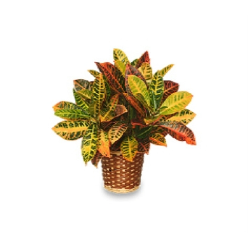 Croton - Same Day Delivery