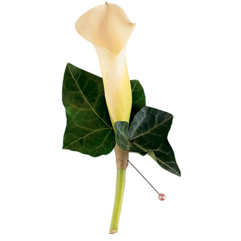 White Mini Calla Boutonniere - Same Day Delivery