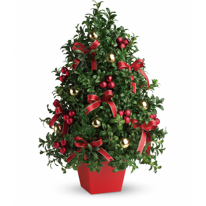 Deck the Halls Boxwood tree - Same Day Delivery