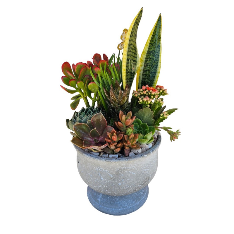 Desert Beauty Succulent Garden - Same Day Delivery