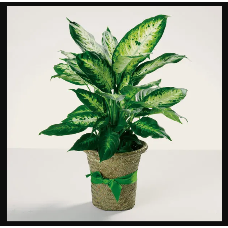 Delightful Dieffenbachia - Same Day Delivery