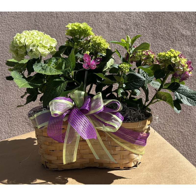 Mayfields Double Hydrangea Basket  - Same Day Delivery