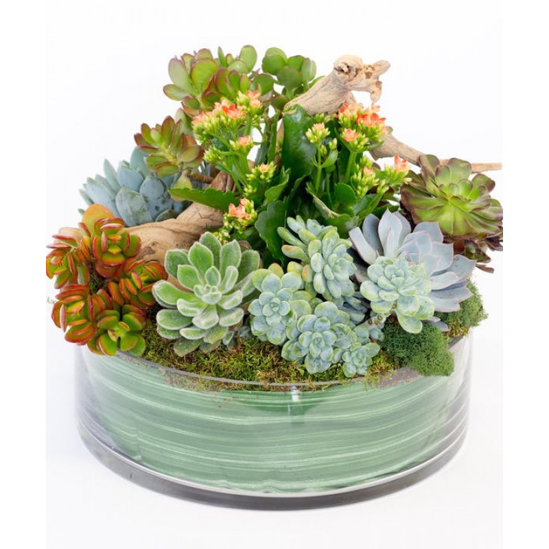 Succulents and Driftwood - Same Day Delivery