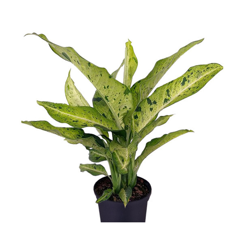 Mayfields Camouflage Dieffenbachia - Same Day Delivery