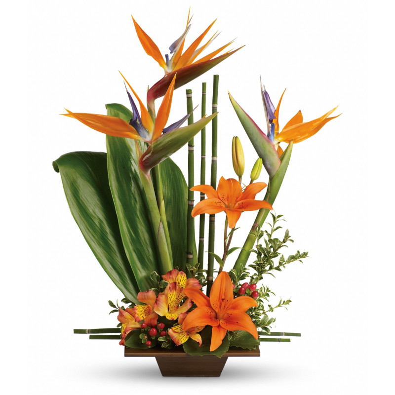 Exotic Grace - Same Day Delivery