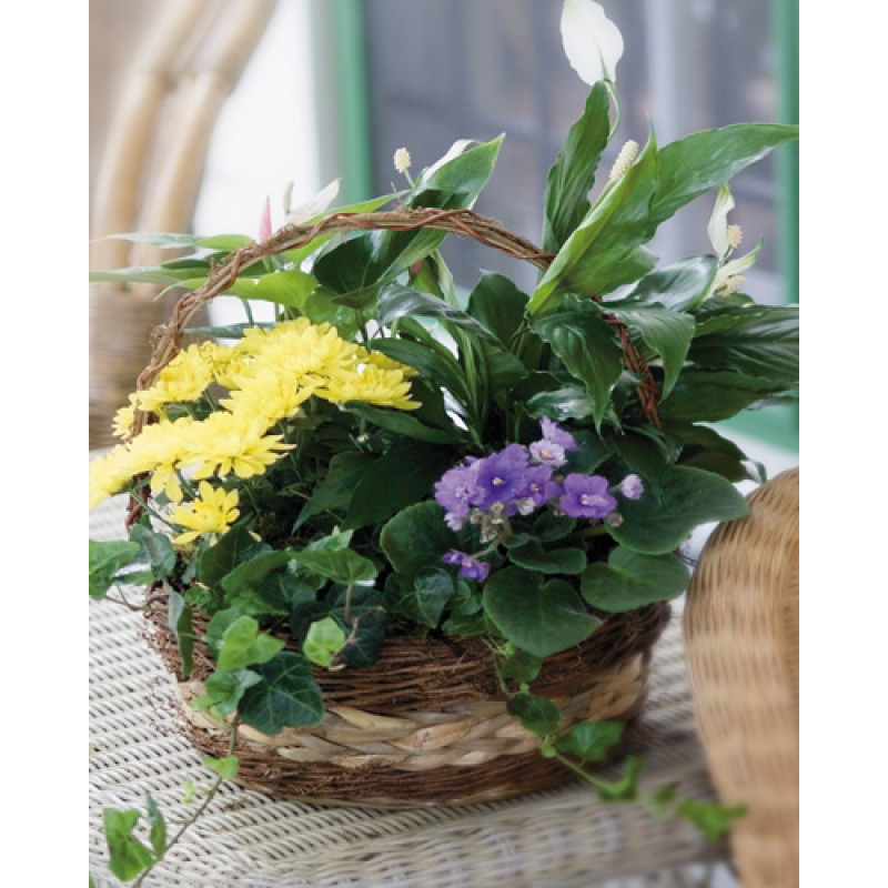 European Garden Basket - Same Day Delivery