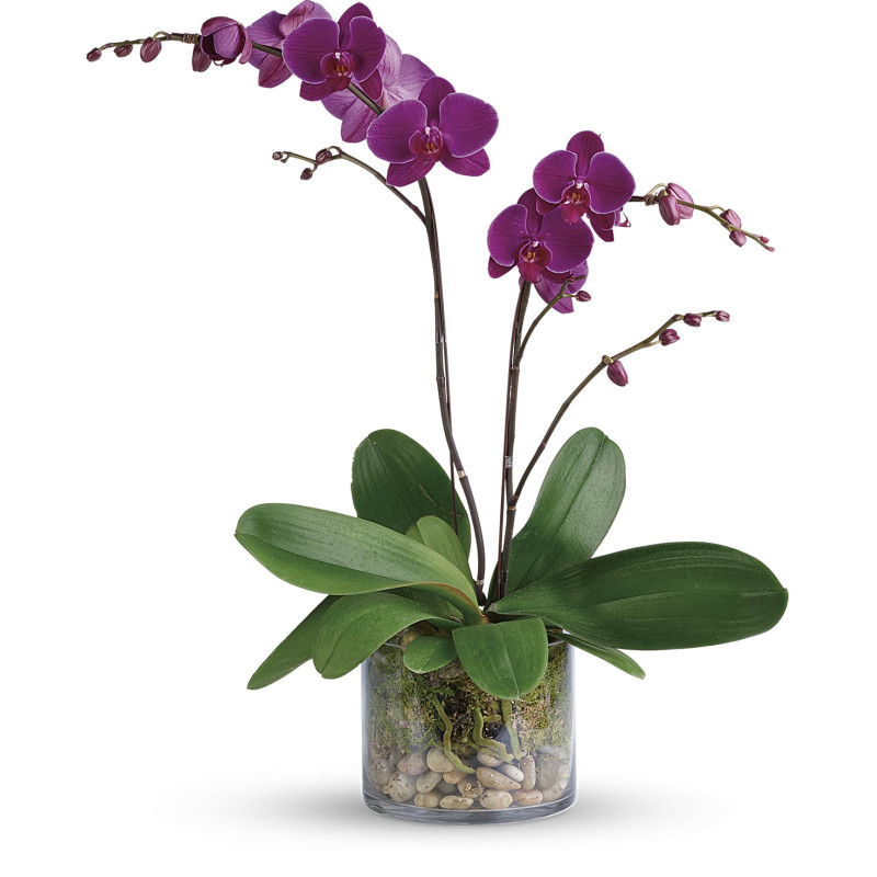 GLORIOUS GRATITUDE ORCHID  - Same Day Delivery