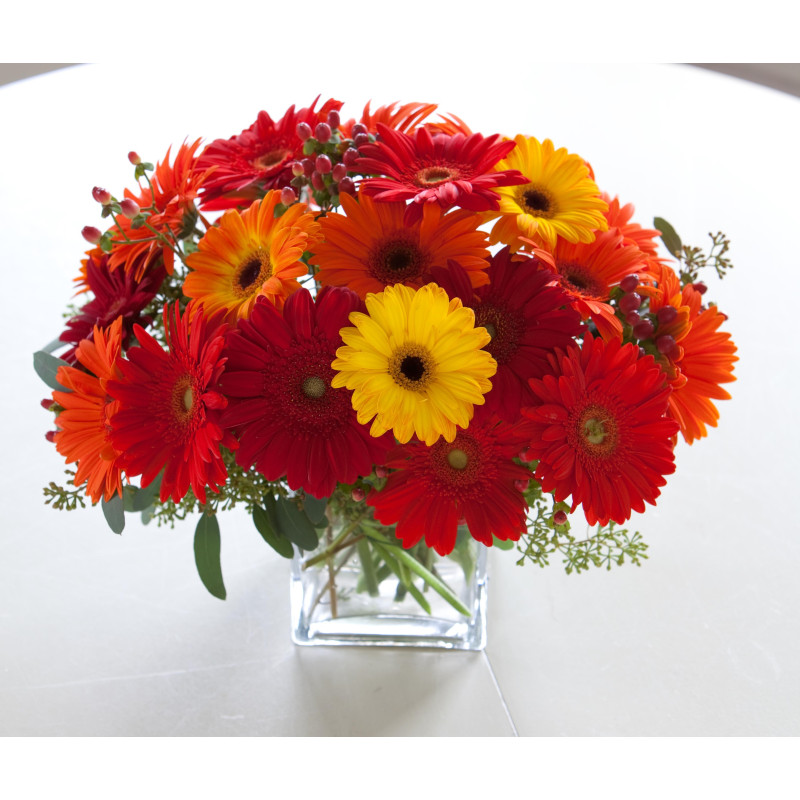 Mayfields Gotcha Gerberas - Same Day Delivery