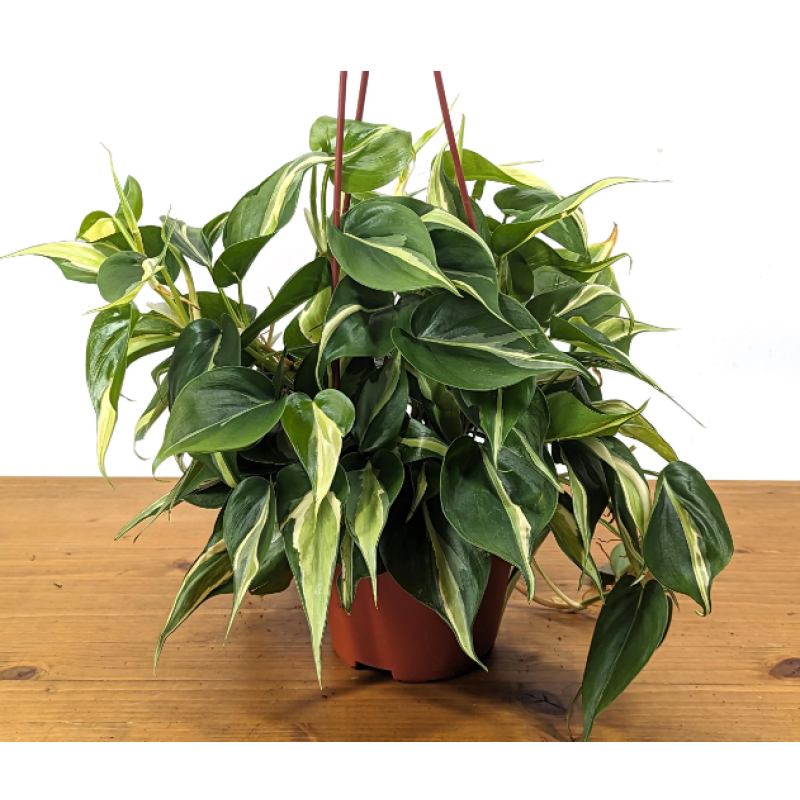 Mayfields Silver Stripe Philodendron  - Same Day Delivery