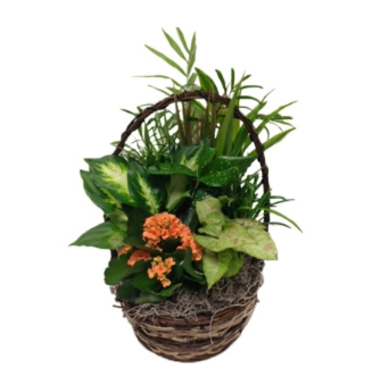 Dish Garden Basket - Small - Same Day Delivery