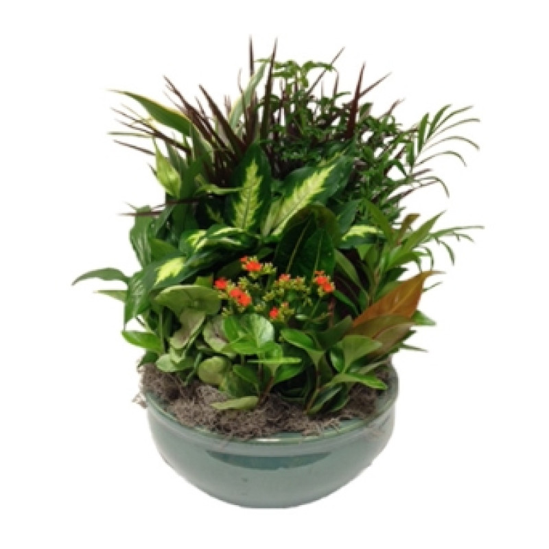 Dish Garden Ceramic Planter - Premium - Same Day Delivery