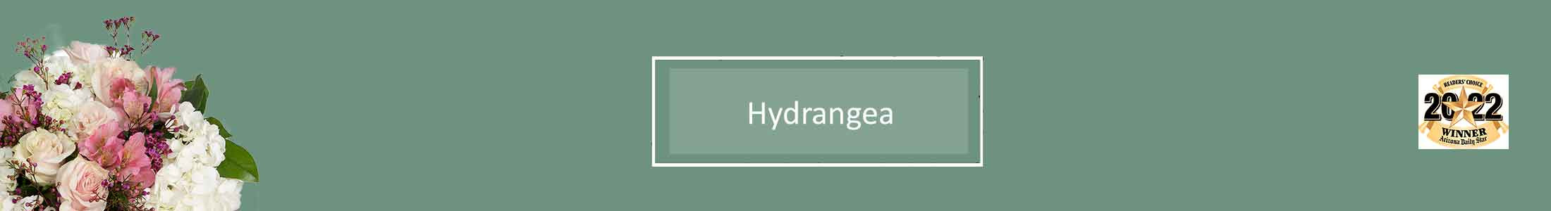 Hydrangea, Full Bloom Hydrangea