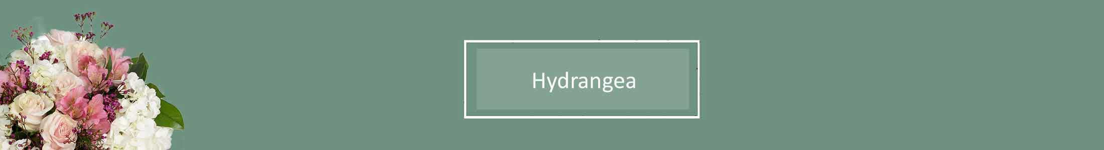 Hydrangea, Full Bloom Hydrangea