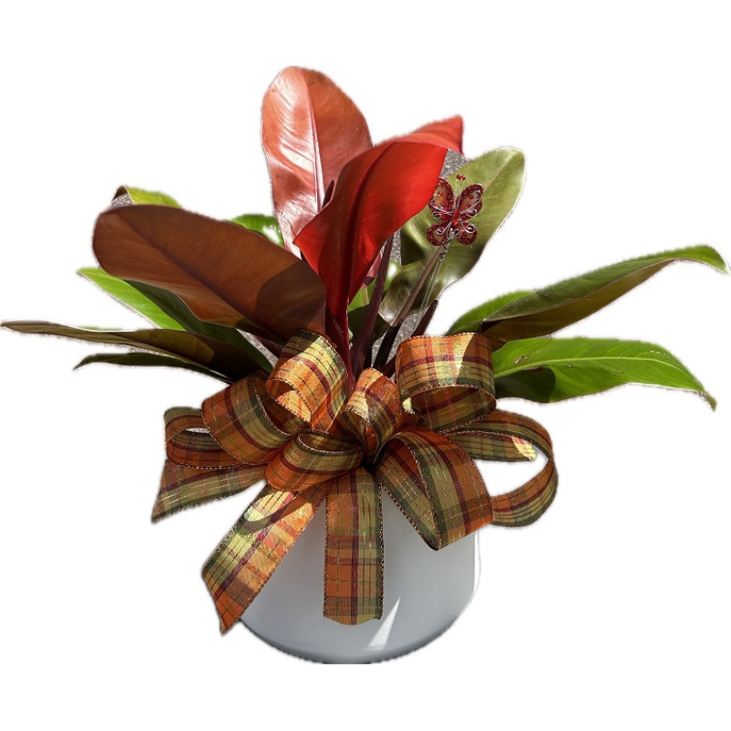 Cherry Red Philodendron  - Same Day Delivery