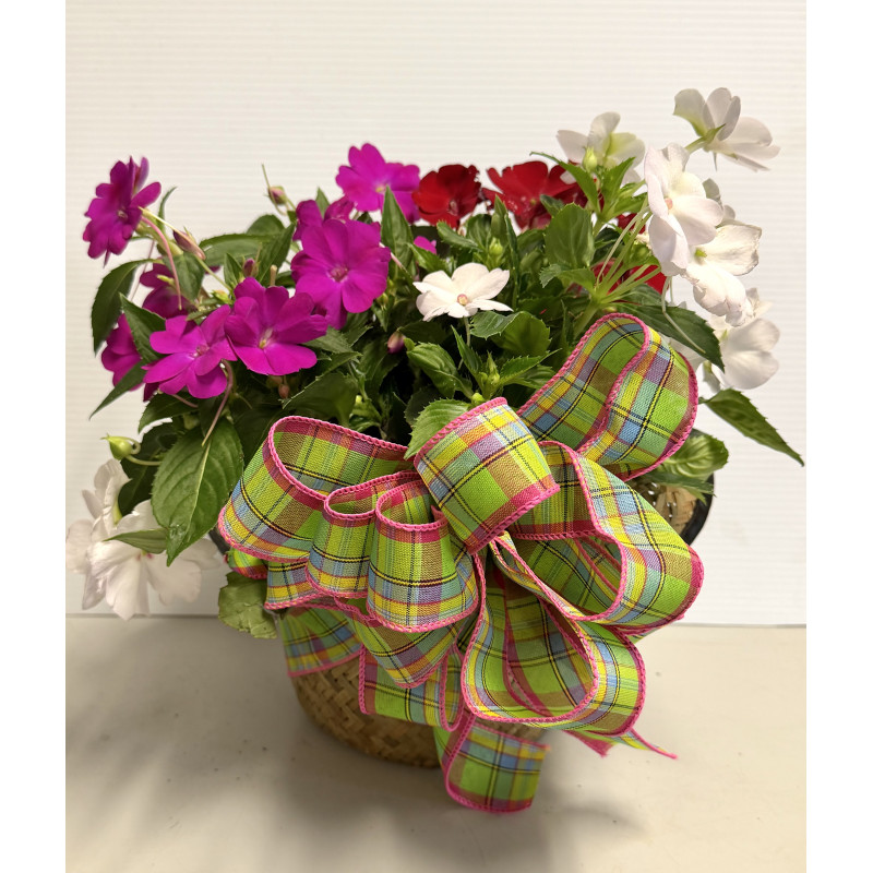 SunPatiens - Same Day Delivery
