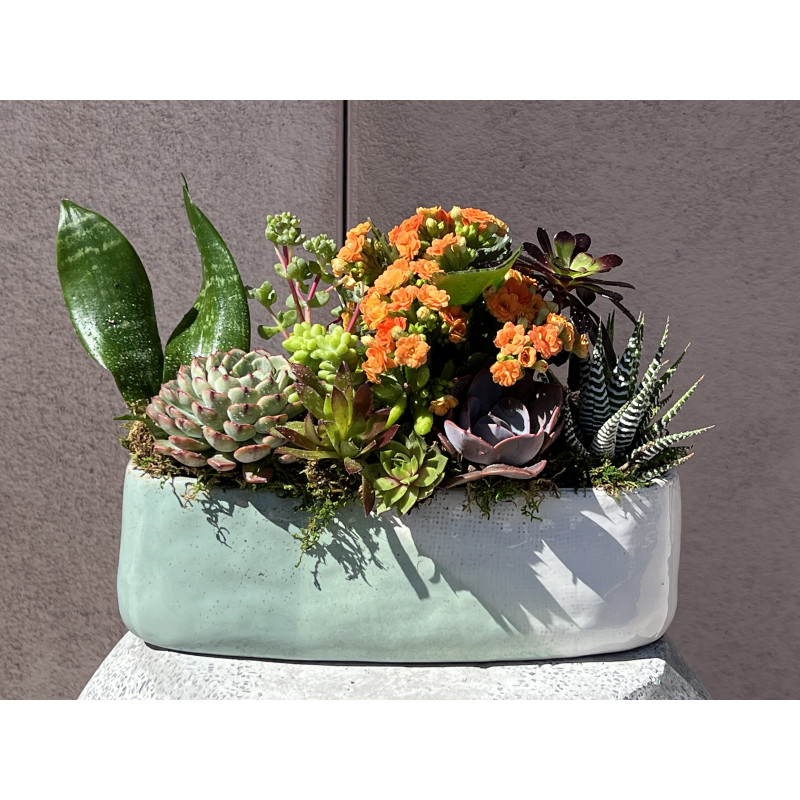 Sonoran Desert Succulent Garden  - Same Day Delivery