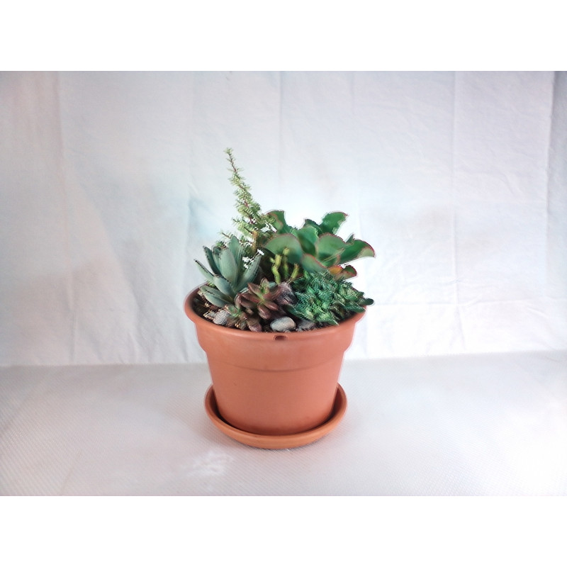 Succulent Garden - Same Day Delivery