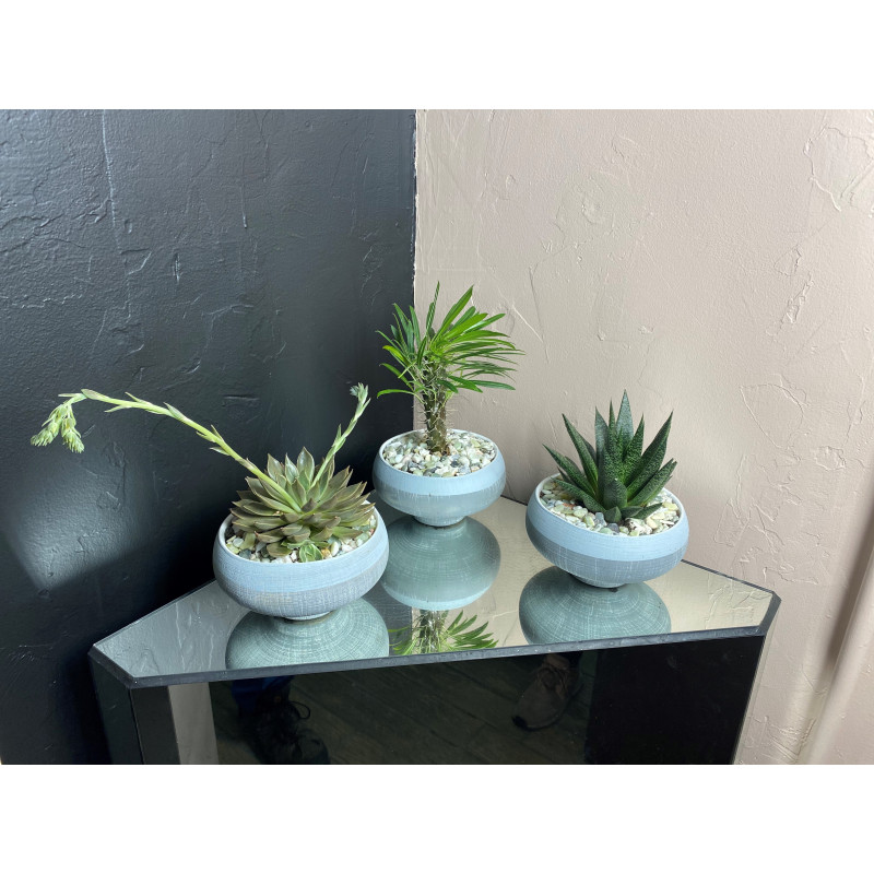 Succulents - Same Day Delivery