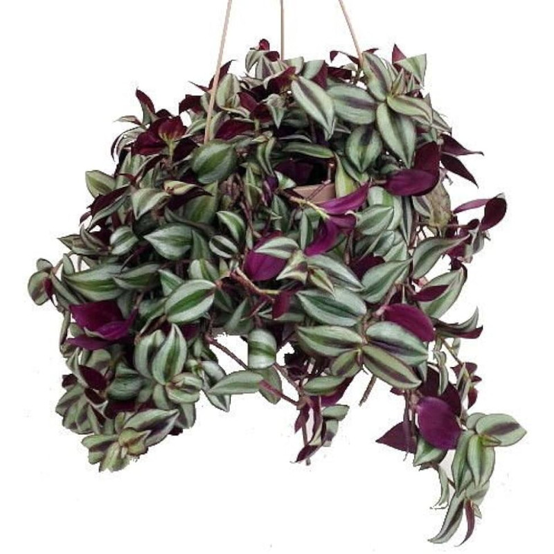 Mayfields Inchplant - Same Day Delivery