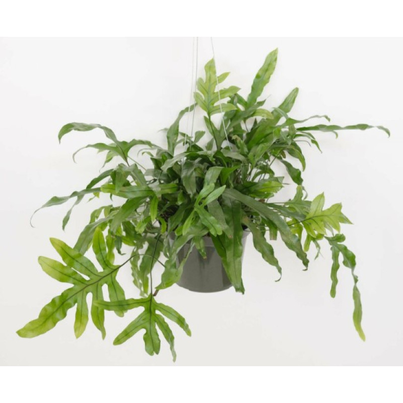 Mayfields Kangaroo Paw Fern - Same Day Delivery