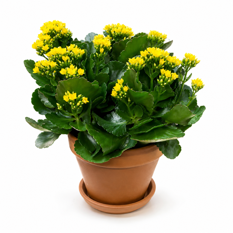 Kalanchoe - Same Day Delivery
