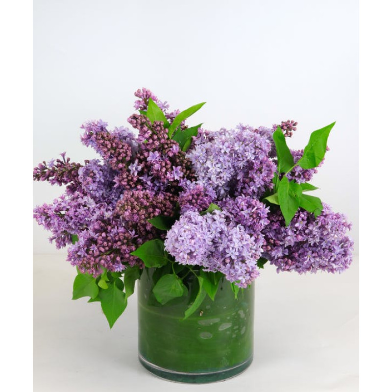 Lovely Lilac - Same Day Delivery