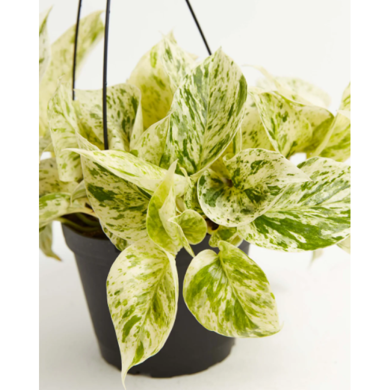 Marble Queen Pothos - Same Day Delivery