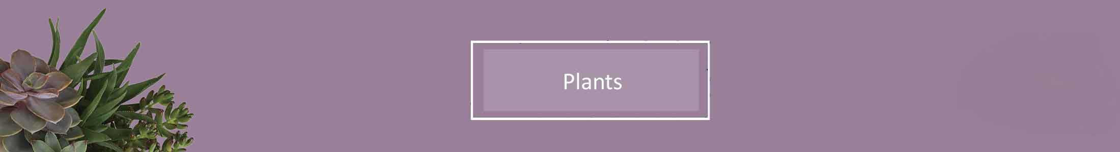 Plants, Plant Gifts For Mother