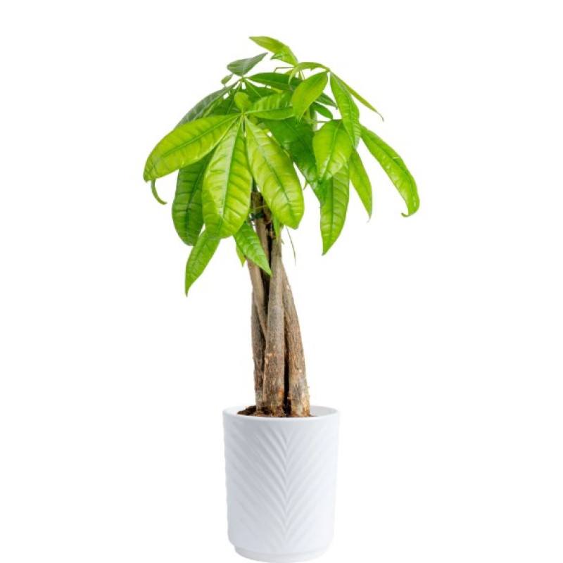 Money Tree - Same Day Delivery