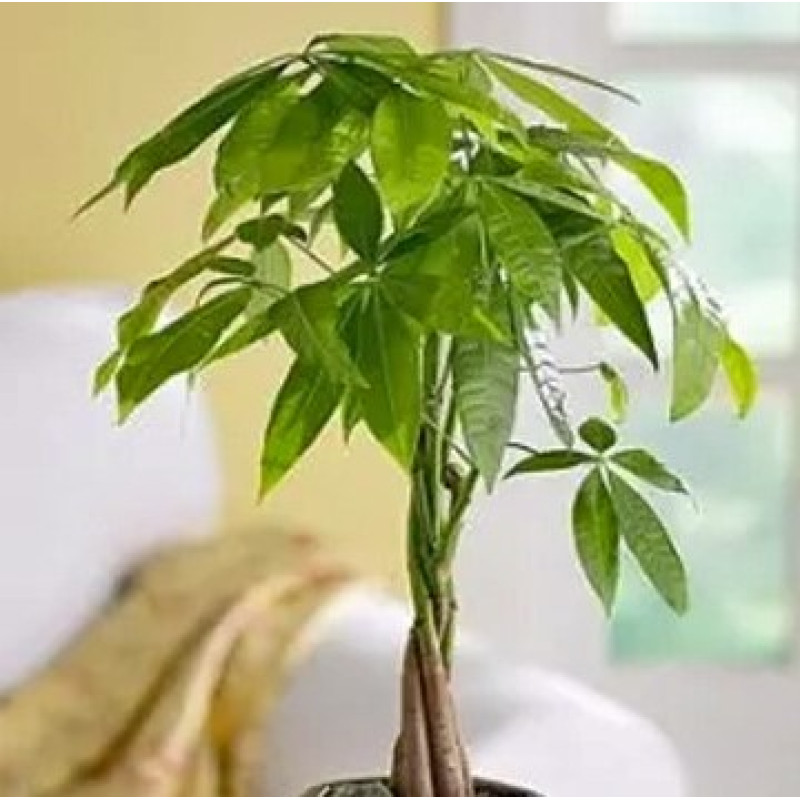 Money Tree - Same Day Delivery