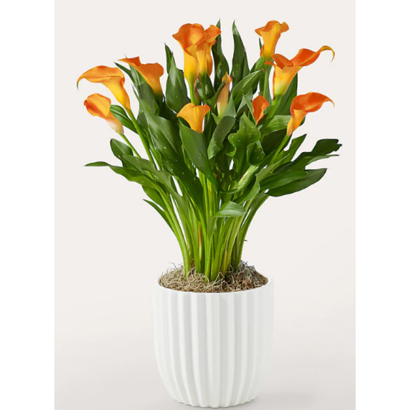 Mayfields Calla Lily Plant  - Same Day Delivery