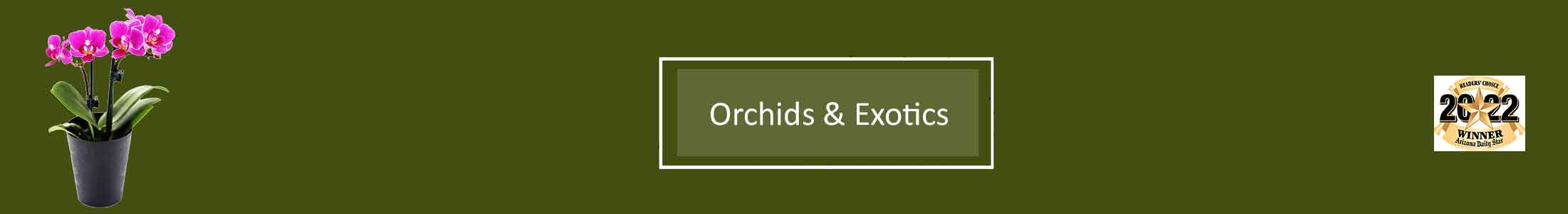 Orchids, Exotic Plants, Tucson AZ Florist