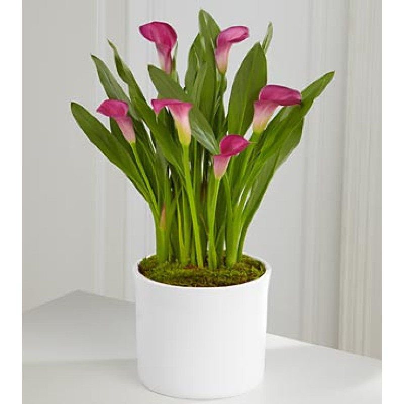 Mayfields Calla Lily Plant - Same Day Delivery
