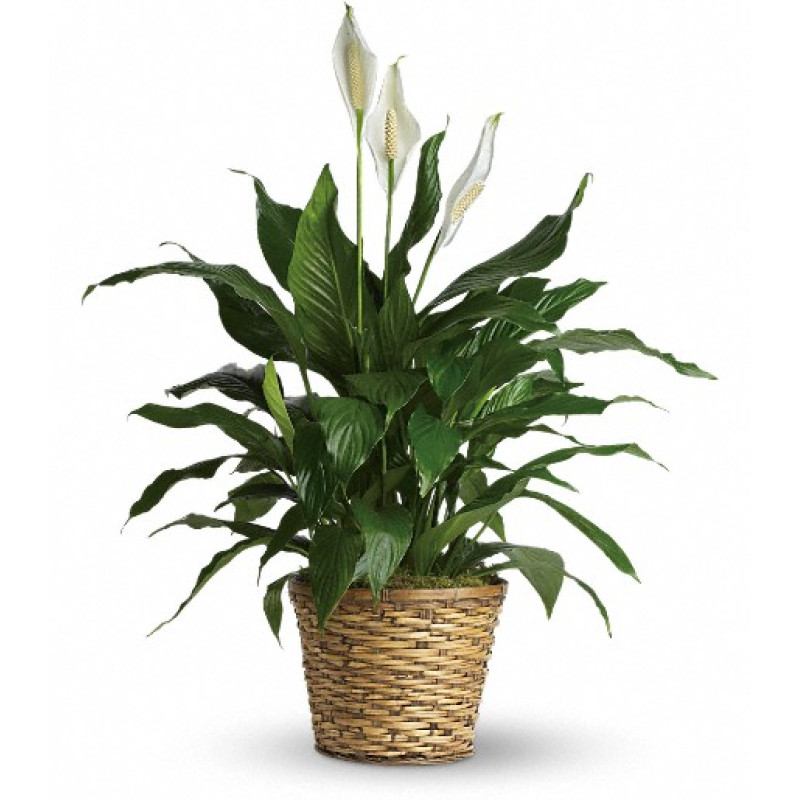 Simply Elegant Spathiphyllum   - Same Day Delivery