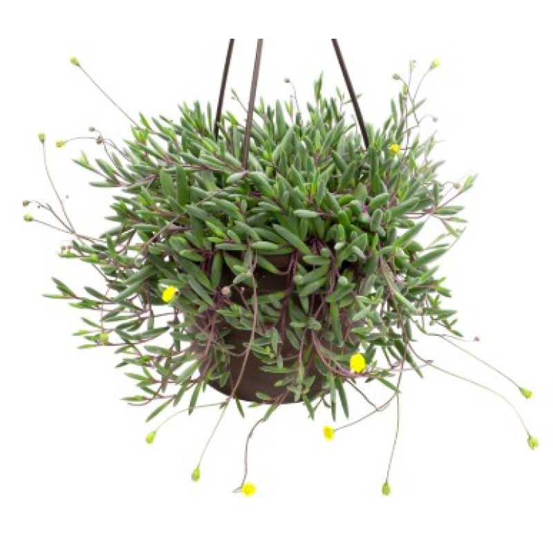 String Of Pickles - Same Day Delivery