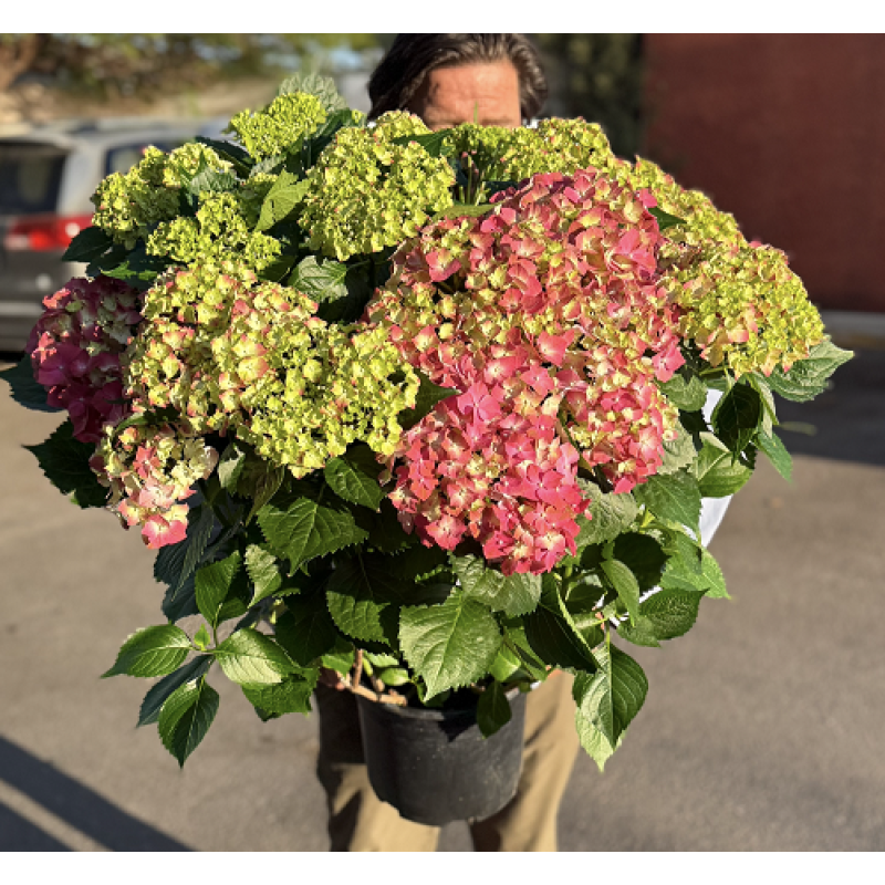 Large Pink Hydrangea Bush - Same Day Delivery