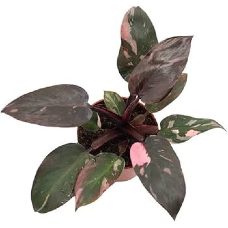 Pink Princess Philodendron - Same Day Delivery