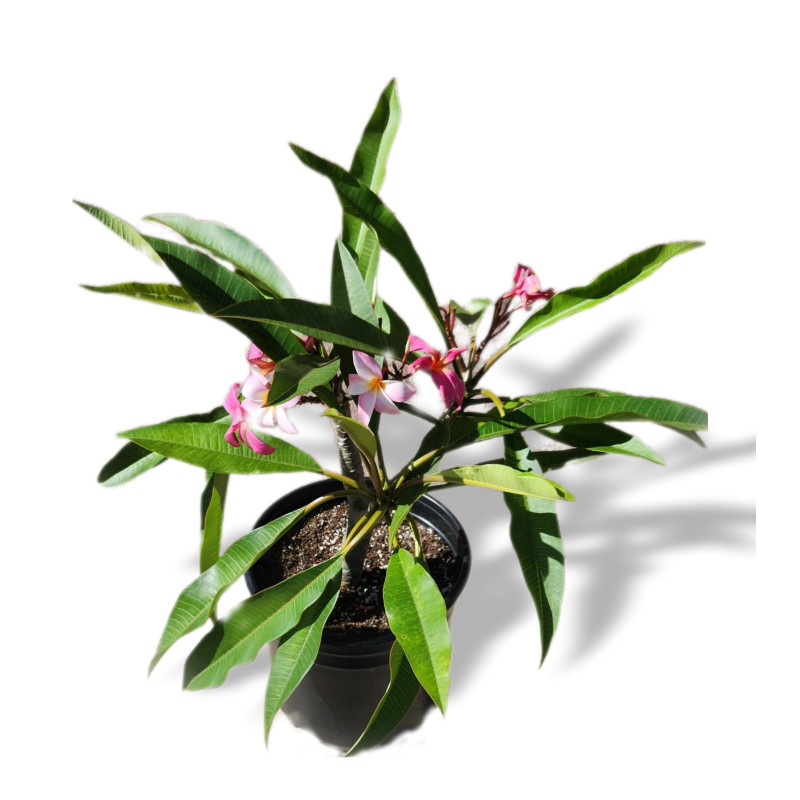 Mayfields Tropical Plumeria Plant  - Same Day Delivery