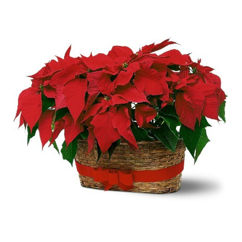 Double Poinsettia Peanut Basket - Same Day Delivery