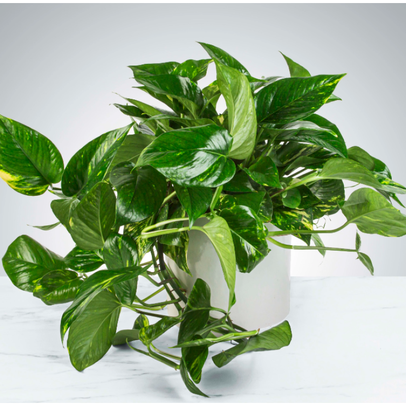 Golden Trailing Pothos  - Same Day Delivery