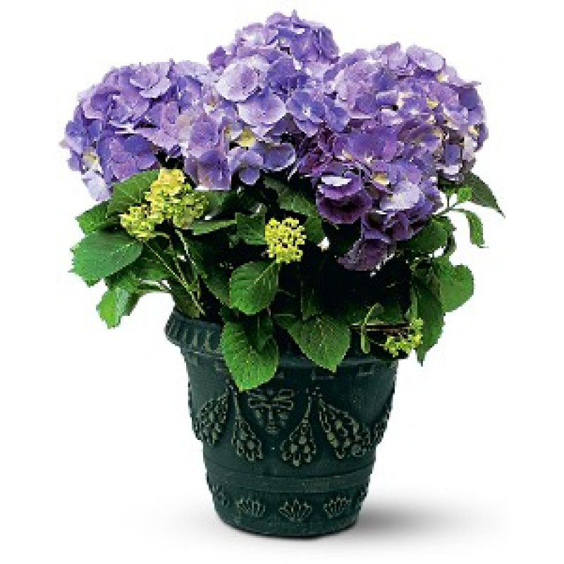 Purple Hydrangea Plant - Same Day Delivery