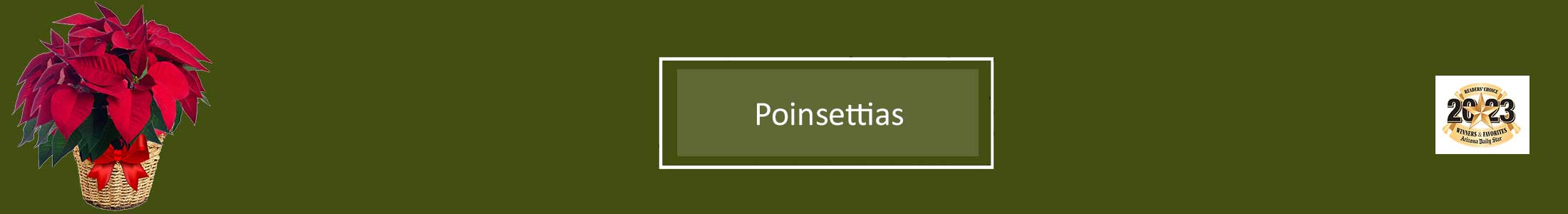 Poinsettias, Red Poinsettia, White Poinsettia