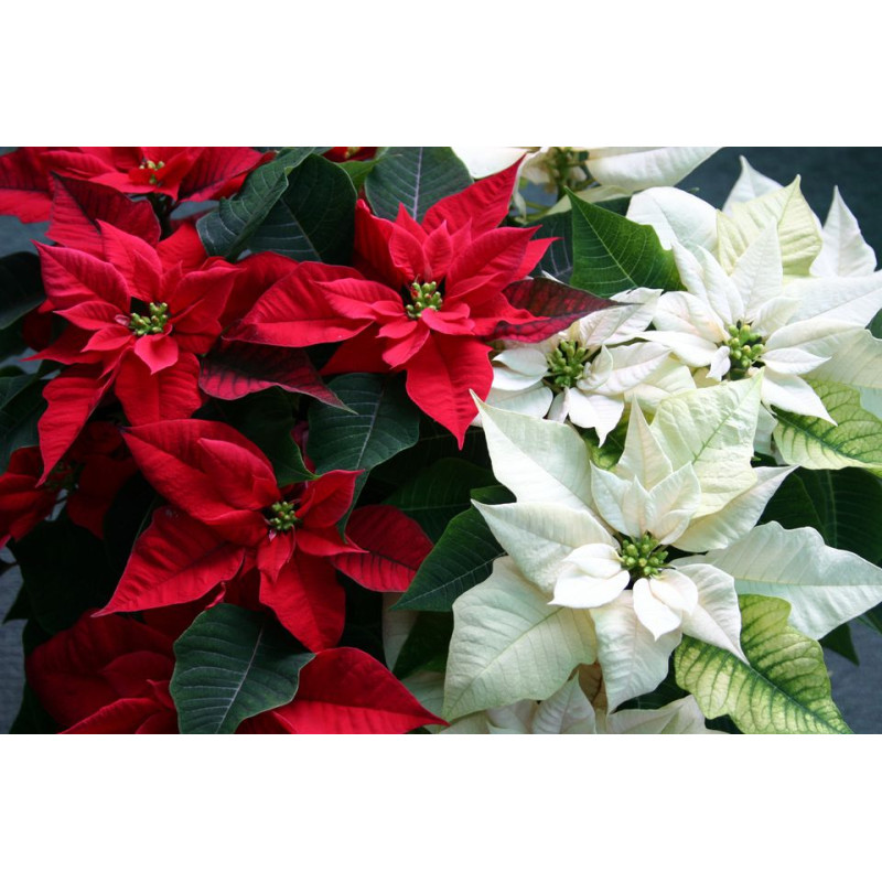 POINSETTIA - Same Day Delivery