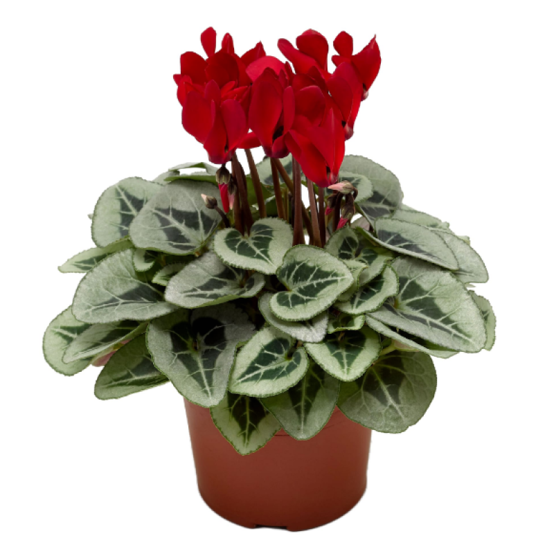 Red Silverleaf Cyclamen  - Same Day Delivery