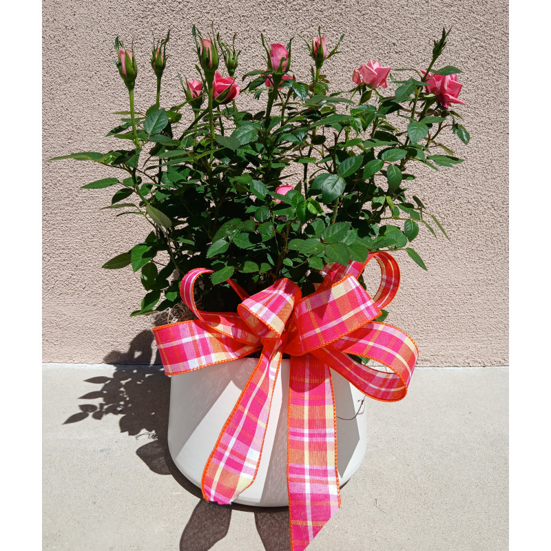 Mayfields Mini Rose Bush - Same Day Delivery