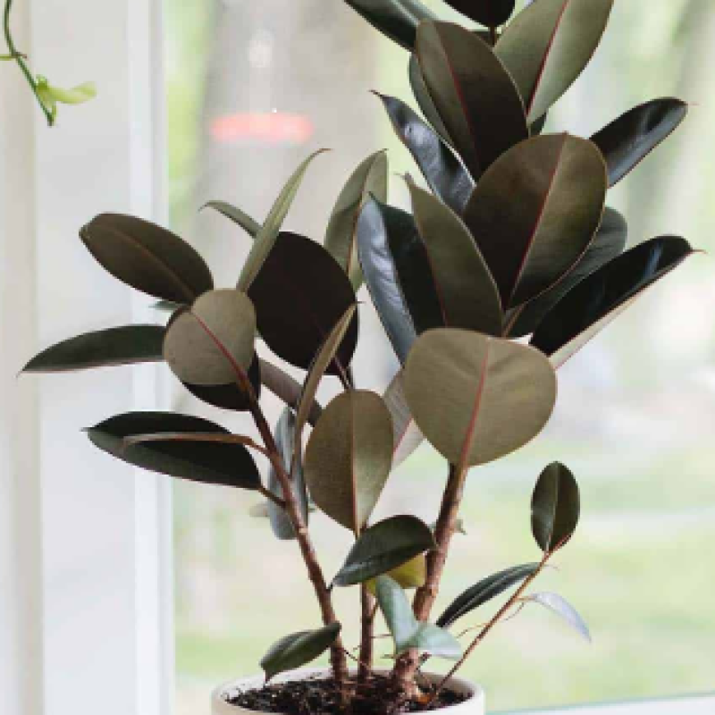 Mayfields Burgundy Rubber Tree  - Same Day Delivery