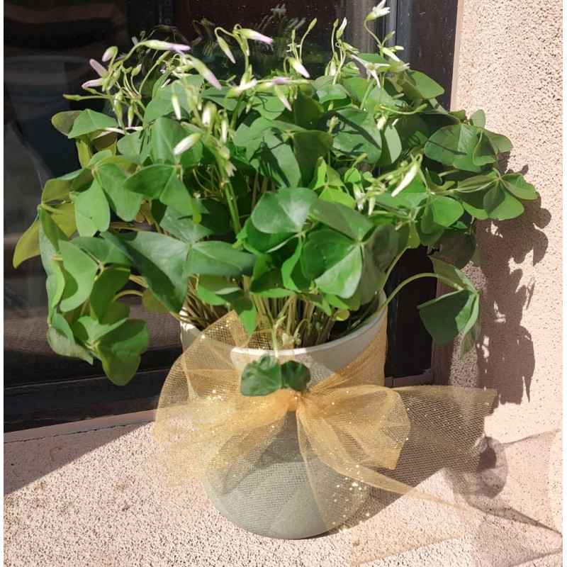 Mayfields Lucky Shamrock (Oxalis) Plants - Same Day Delivery
