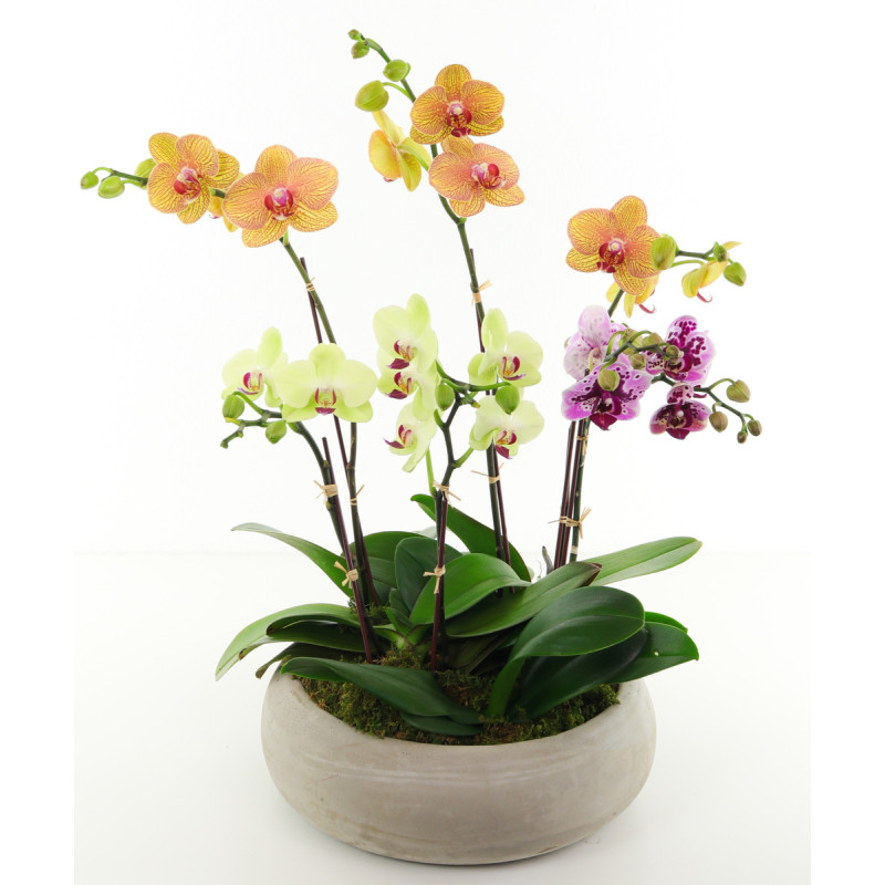 Snazzy Orchids - Same Day Delivery